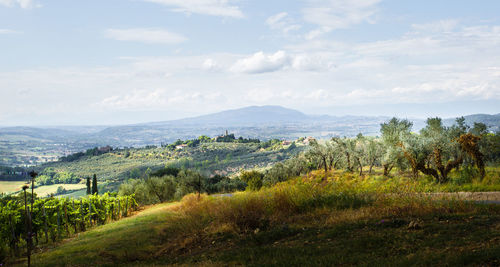 Trees on field against sky
