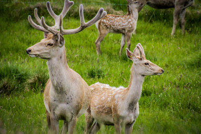 Deer standing in a field