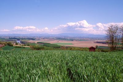 Scenic view of agricultural field against sky