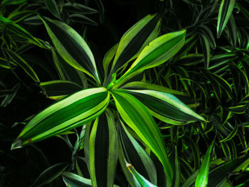 High angle view of green leaves