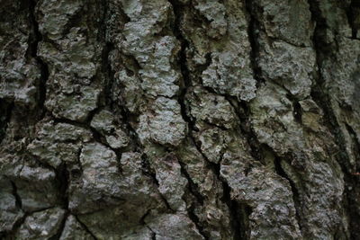 Close-up of rock on tree trunk