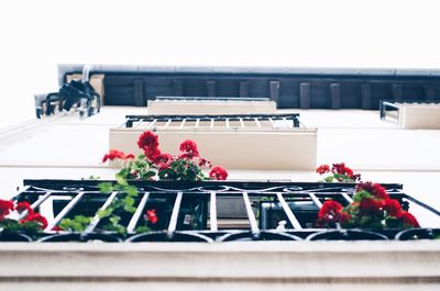 Close-up of potted plant on table in balcony