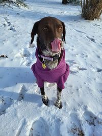 German short-haired pointer puppy's first time in the snow licking her nose in a sweater