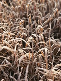 Close-up of dried plant on field