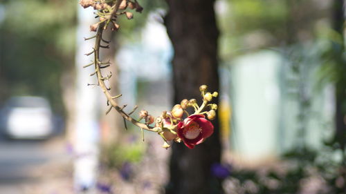 Close-up of red flowering plant on tree