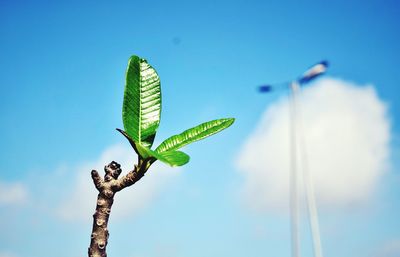 Close-up of plant against blue sky