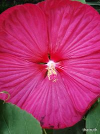 Close-up of pink hibiscus blooming outdoors