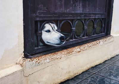 Close-up of a funny dog