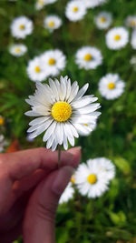 Close-up of hand holding white daisy flowers