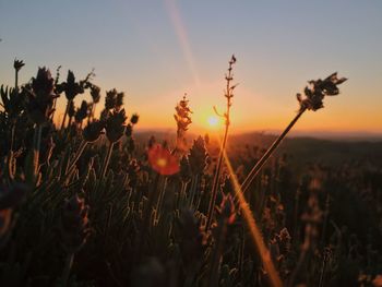 Close-up of flowers in field at sunset