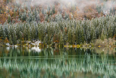 Scenic view of lake in forest