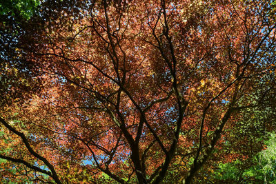 Low angle view of trees against sky during autumn