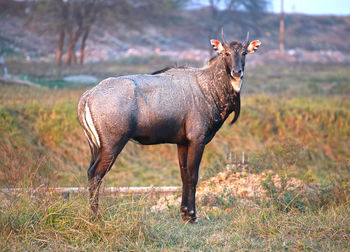 Side view of giraffe on field