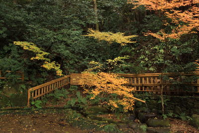 Bridge in forest during autumn