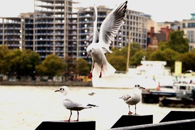 Seagull flying against the wall