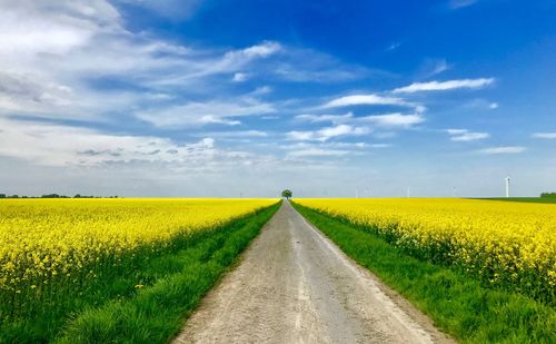 Scenic view of agricultural field against sky