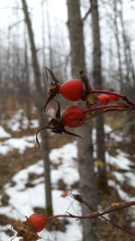 Close-up of red berries on tree during winter