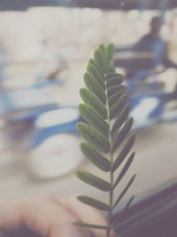 Close-up of leaves