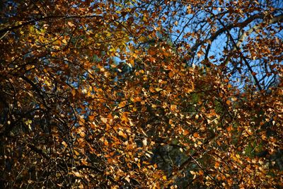 Low angle view of tree in autumn