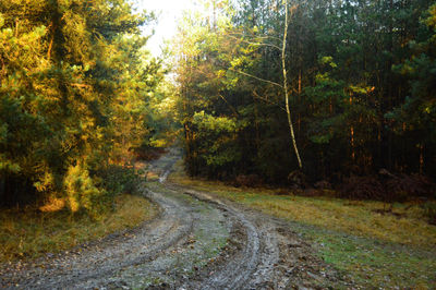 Road amidst trees in forest during autumn