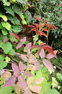 High angle view of pink flowering plants on land