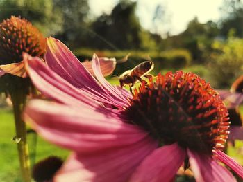 Close-up of honey bee on coneflower
