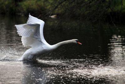 Side view of white swan flapping wings while swimming in lake