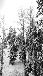 Trees on snow covered landscape