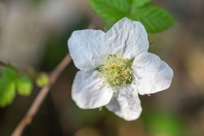 Close-up of white flower blooming outdoors