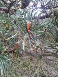 Close-up of snow on tree