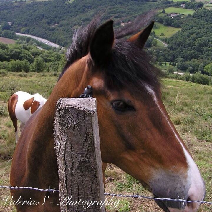 horse, animal themes, domestic animals, livestock, mammal, herbivorous, animal head, one animal, field, working animal, standing, cow, grass, brown, animal body part, fence, close-up, bridle, ranch, domestic cattle