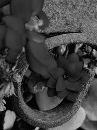 Close-up of plant