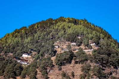 Trees and buildings against clear blue sky