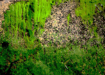 High angle view of plants growing on field