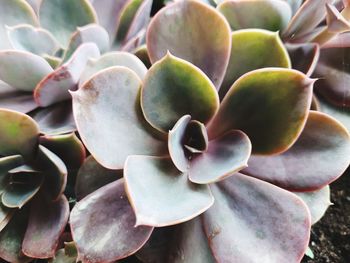 succulent plant