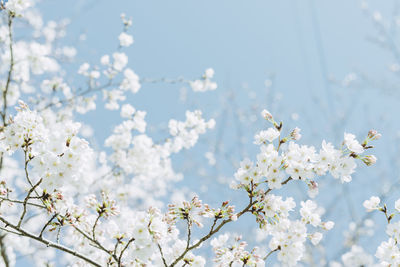 Low angle view of apple blossoms against sky