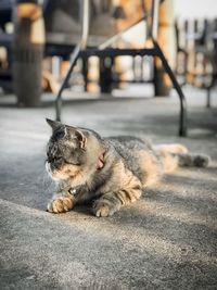 Cat sitting on a street