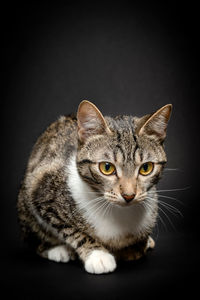 Close-up portrait of cat