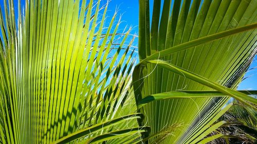 Close-up of palm leaves against sky