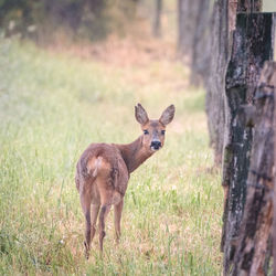 Portrait of deer standing on field