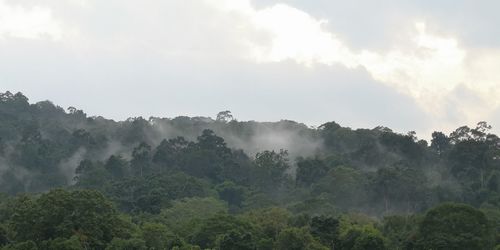 Panoramic view of trees against sky