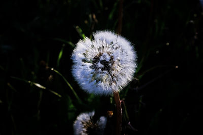 Close-up of wildflowers