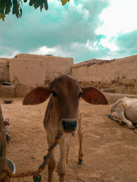 Portrait of cow