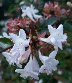 Close-up of white flowers