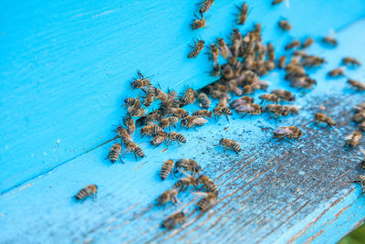 High angle view of insect on blue table