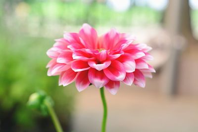 Close-up of pink flower blooming outdoors