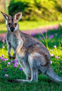 Close-up of wallaby on field