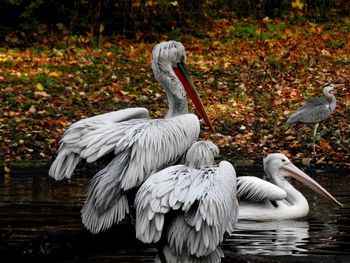 White swans in lake