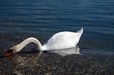 Close-up of swan swimming on lake