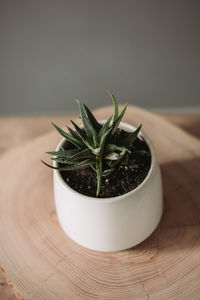 High angle view of potted plant on table